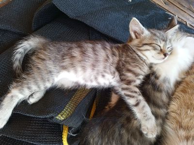 Лот: 22985784. Фото: 1. Кошка мурлыка. Кошки, котята
