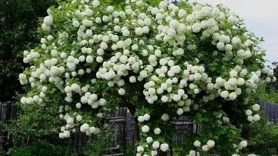 Лот: 11406101. Фото: 1. Саженцы.Калина Бульденеж (Снежный... Декоративные кустарники и деревья