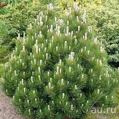 Лот: 13720500. Фото: 1. Сосна горная кустарниковая, саженцы... Ягоды
