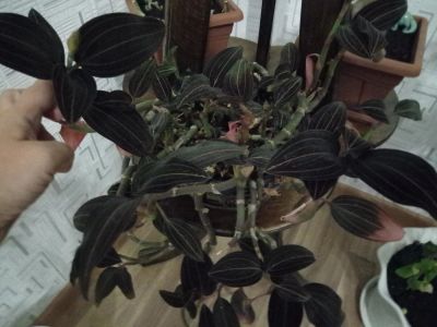 Лот: 10534166. Фото: 1. Орхидея людизия продам обменяю. Горшечные растения и комнатные цветы