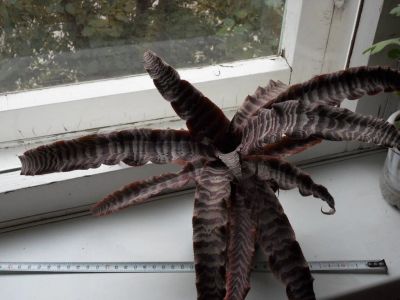 Лот: 18075713. Фото: 1. Криптантус Фостера (Cryptanthus... Горшечные растения и комнатные цветы