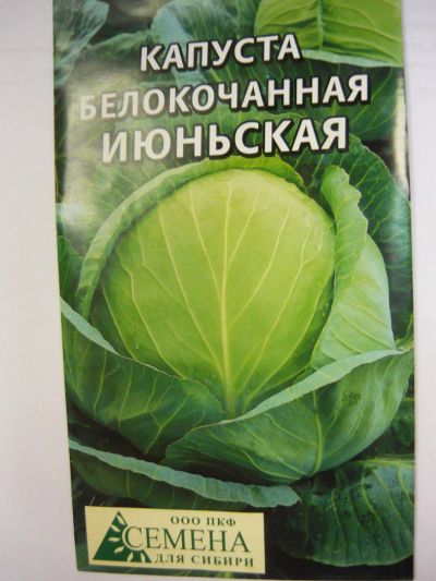 Лот: 4421363. Фото: 1. капуста белокачанная июньская. Другое (семена, рассада, садовые растения)
