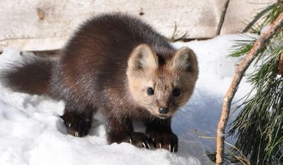 Лот: 12678879. Фото: 1. Куплю соболя живого. Остальные животные