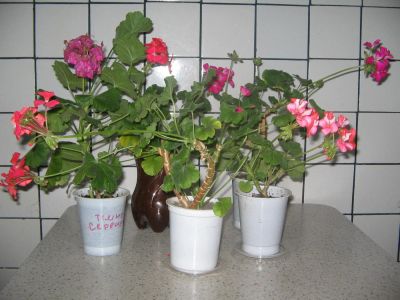 Лот: 9398801. Фото: 1. Комнатное растение Пеларгония... Горшечные растения и комнатные цветы