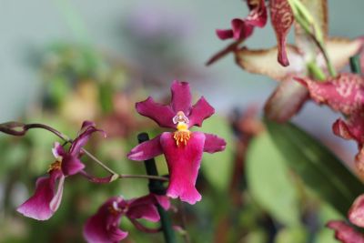 Лот: 16414021. Фото: 1. Орхидея одонтоглоссум ароматная... Горшечные растения и комнатные цветы
