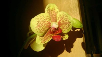 Лот: 14554919. Фото: 1. Орхидея Пульсация/Pulsation. Горшечные растения и комнатные цветы