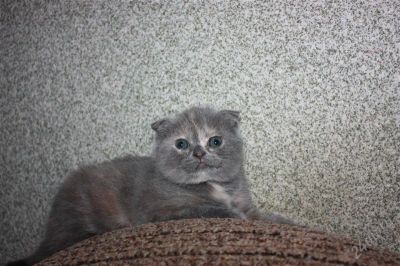 Лот: 2336060. Фото: 1. Шотландская вислоухая киска. Кошки, котята