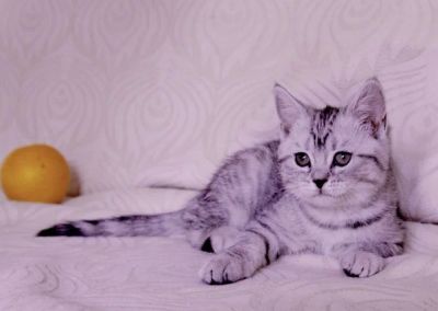 Лот: 3772133. Фото: 1. Породистые британские котейки... Кошки, котята