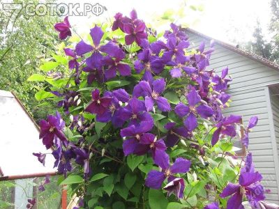 Лот: 1636333. Фото: 1. Клематис Jackmani. Другое (семена, рассада, садовые растения)