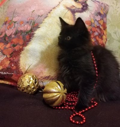 Лот: 18351670. Фото: 1. Котята ищут дом. Кошки, котята