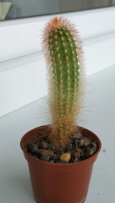 Лот: 11882453. Фото: 1. Кактус Espostoa mirabilis. Горшечные растения и комнатные цветы