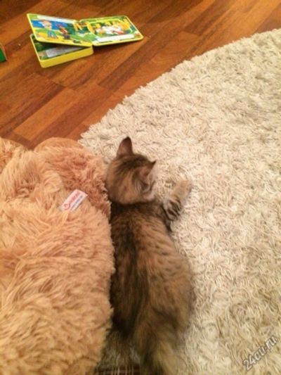 Лот: 5477619. Фото: 1. Отдам кошечку в добрые руки. Кошки, котята