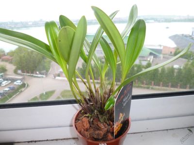 Лот: 4194432. Фото: 1. Орхидея Масдеваллия. Горшечные растения и комнатные цветы