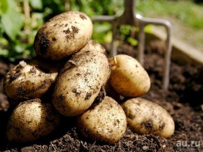 Лот: 10346837. Фото: 1. Куплю картофель деревенский. Картофель