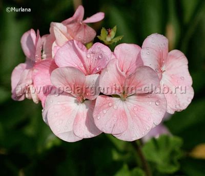Лот: 4266251. Фото: 1. Пеларгония зональная "Pinto Blush... Горшечные растения и комнатные цветы