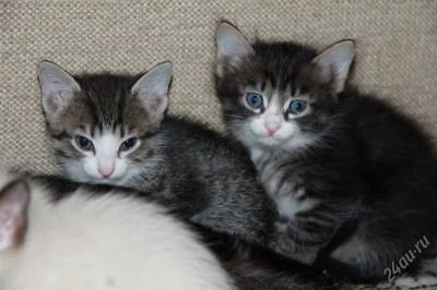 Лот: 1415483. Фото: 1. Котята! Из последней коллекции... Кошки, котята