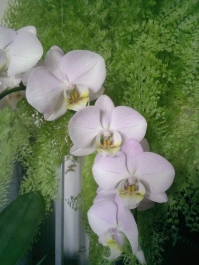Лот: 16414043. Фото: 1. Орхидея фаленопсис. Горшечные растения и комнатные цветы