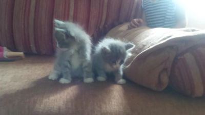 Лот: 6154296. Фото: 1. Отдадим котят симпотяг!. Кошки, котята