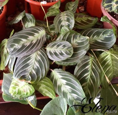 Лот: 11546114. Фото: 1. Маранта беложильчатая (Maranta... Горшечные растения и комнатные цветы