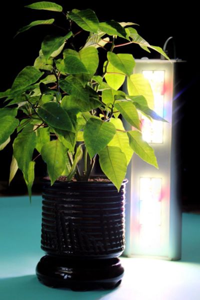 Лот: 11856317. Фото: 1. Светодиодная лампа для растений... Другое (растения и животные)