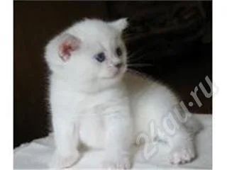 Лот: 346976. Фото: 1. Продам котят, папа британец, мама... Остальные животные