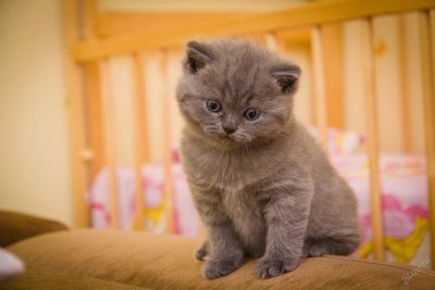 Лот: 4106313. Фото: 1. Шотландские котята страйты. Кошки, котята