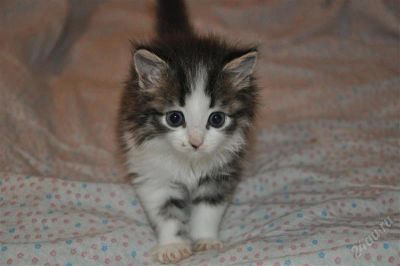 Лот: 1937696. Фото: 1. Ляля - Котенок егоза, ищет любящего... Кошки, котята