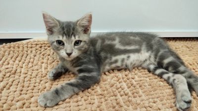 Лот: 20614285. Фото: 1. Котята. Кошки, котята
