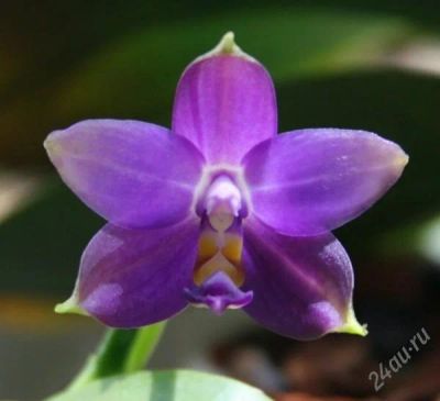 Лот: 1157324. Фото: 1. Phalaenopsis violacea var. blue... Горшечные растения и комнатные цветы