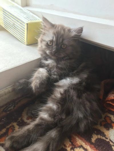 Лот: 9947210. Фото: 1. Шотландский котенок, котенок... Кошки, котята