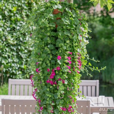 Лот: 17622697. Фото: 1. Лофос Compact pink вегетативный. Другое (семена, рассада, садовые растения)