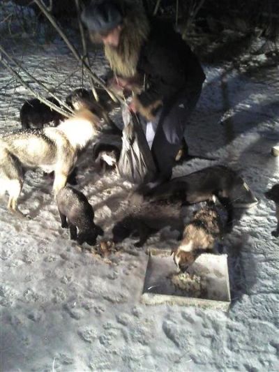Лот: 2320439. Фото: 1. Бездомные щенки. Собаки, щенки