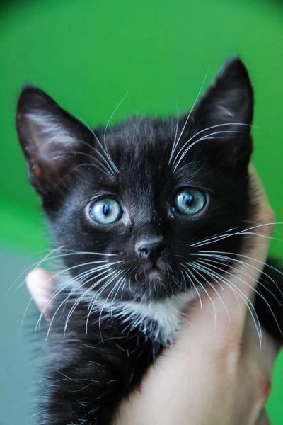 Лот: 17123514. Фото: 1. Котик,кошка (девочка) 2 месяца. Кошки, котята