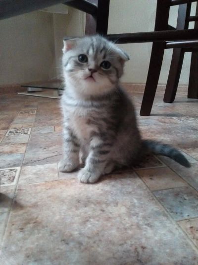 Лот: 10803436. Фото: 1. Шотландский котенок. Кошки, котята