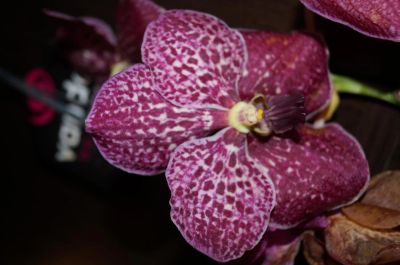 Лот: 5508571. Фото: 1. Орхидея Vanda. Горшечные растения и комнатные цветы