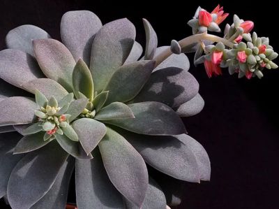 Лот: 16310374. Фото: 1. 77-Эхеверия Echeveria carnicolor-суккулент. Горшечные растения и комнатные цветы