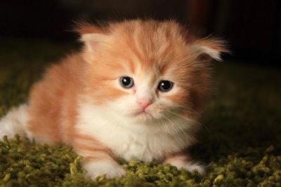 Лот: 6511247. Фото: 1. Шотландский рыжий котенок с документами. Кошки, котята