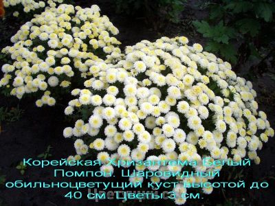 Лот: 9768281. Фото: 1. Набор хризантем №3. Садовые цветы