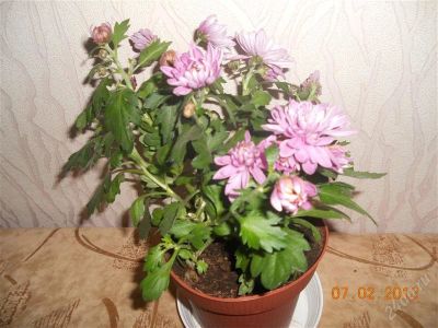 Лот: 1542653. Фото: 1. Хризантема. Горшечные растения и комнатные цветы