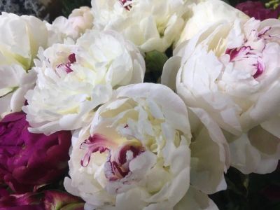 Лот: 10839903. Фото: 1. Пионы белые, ярко розовые. Свежие цветы