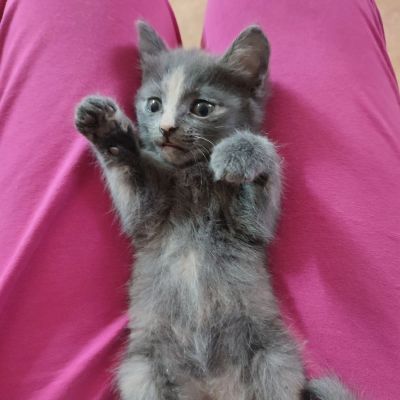 Лот: 24419692. Фото: 1. Котëнок. Кошки, котята