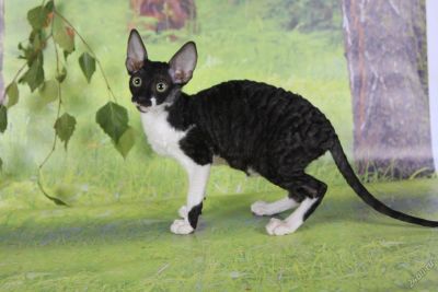 Лот: 5892494. Фото: 1. кудрявое чудо. Кошки, котята