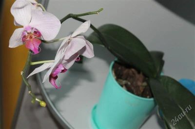 Лот: 2408068. Фото: 1. Орхидея 2. Горшечные растения и комнатные цветы
