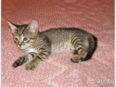 Лот: 13233899. Фото: 1. котенок срочно. Кошки, котята
