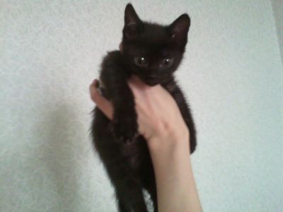 Лот: 6335658. Фото: 1. Отдам умного котенка 1.5 месяца... Кошки, котята