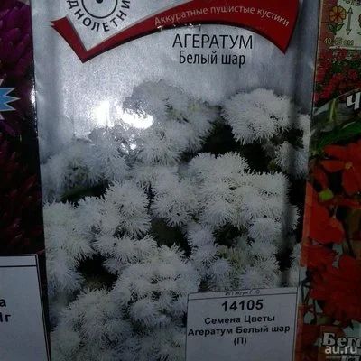 Лот: 9115434. Фото: 1. Семена / Цветы / Агератум / Белый... Садовые цветы