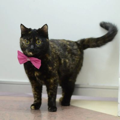 Лот: 6780826. Фото: 1. Ласковая кошечка в хорошие руки. Кошки, котята