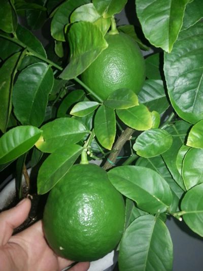 Лот: 7177365. Фото: 1. Лимон сорт Иркутский крупноплодный. Горшечные растения и комнатные цветы