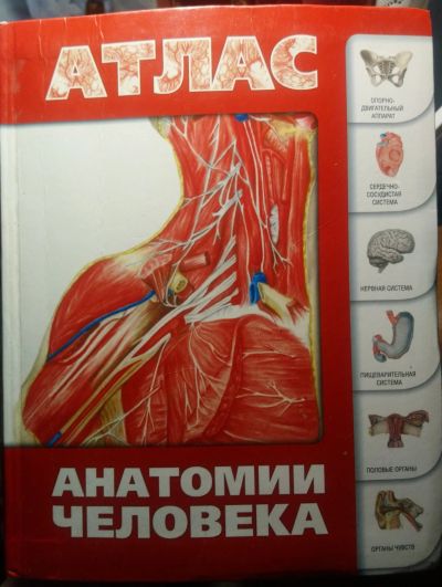 Лот: 16184143. Фото: 1. Атлас анатомии человека Левкин... Популярная и народная медицина