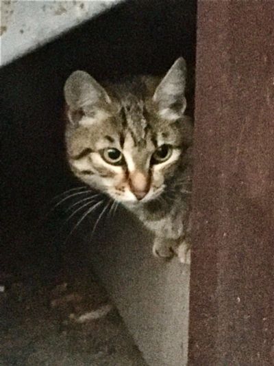 Лот: 19444804. Фото: 1. Кошка. Кошки, котята
